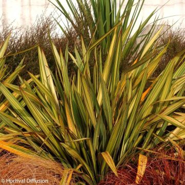 Phormium Apricot Queen - Lino della Nuova Zelanda