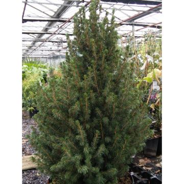 Picea glauca December