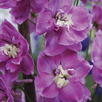 Delphinium Strawberry Fair - Speronella