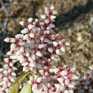 Pieris japonica Bonfire