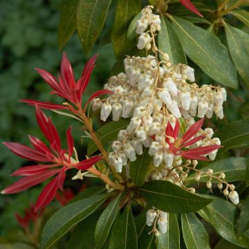 Pieris japonica Forest Flame