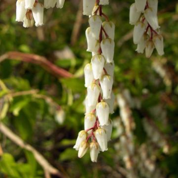 Pieris japonica Mountain Fire