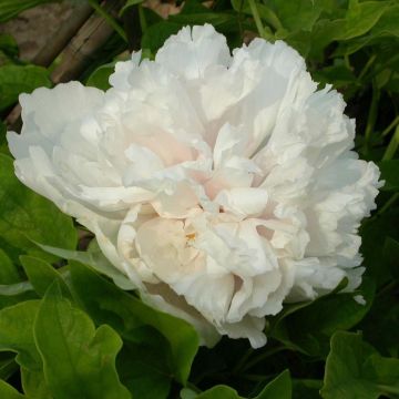 Peonia arborea Xue Ta