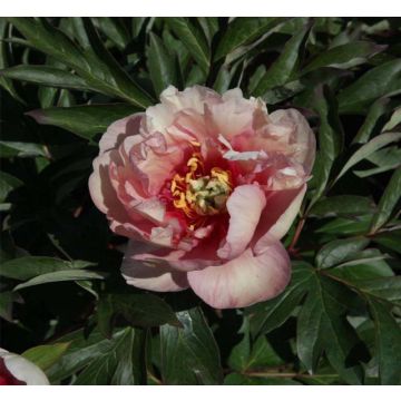 Peonia Itoh Canary Brillant