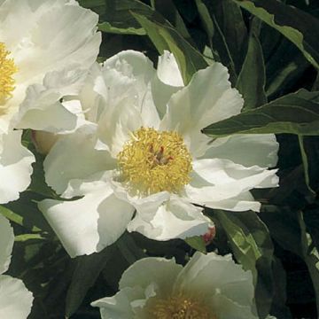 Peonia erbacea White Wings