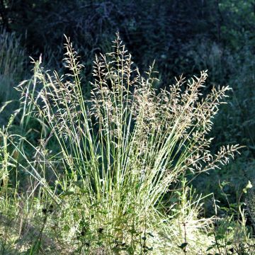 Poa chaixii - Fienarola di Chaix