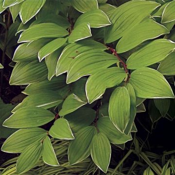 Polygonatum falcatum Variegatum - Sigillo di Salomone