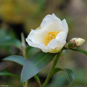 Polyspora axillaris - Gordonia