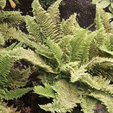 Polystichum setiferum Plumosum Densum - Felce setifera