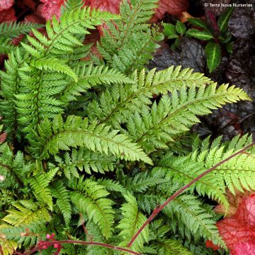 Polystichum Shiny Holy Fern