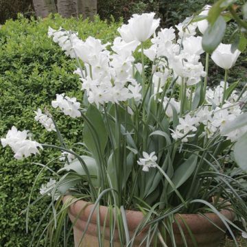 Vaso Bianco