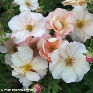 Potentilla fruticosa Double Punch Pastel