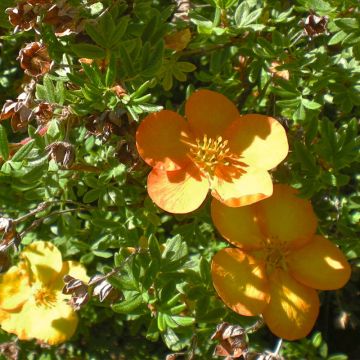 Potentilla fruticosa Solar'issima