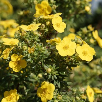 Potentilla fruticosa - Cinquefoglio cespuglioso