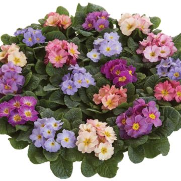 Primula Provence Mix