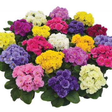 Primula Rubens Mix