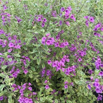 Prostanthera ovalifolia Variegata