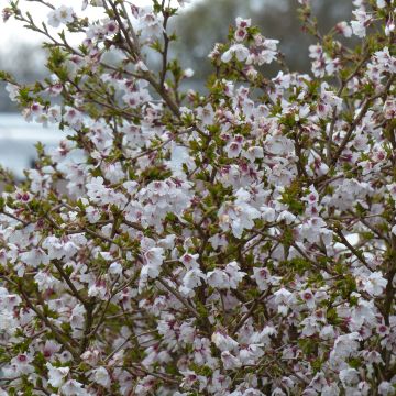 Prunus incisa Kojo no mai - Ciliegio da fiore