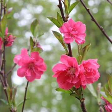 Prunus persica Taoflora Pink - Pesco da fiore