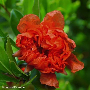 Melograno Plena - Punica granatum