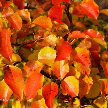 Pyrus alleryana Chanticleer - Pero da fiore