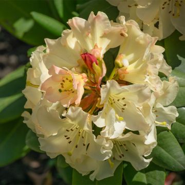 Rhododendron yakushimanum Golden Torch