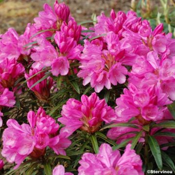 Rhododendron Rhododendron Graziella