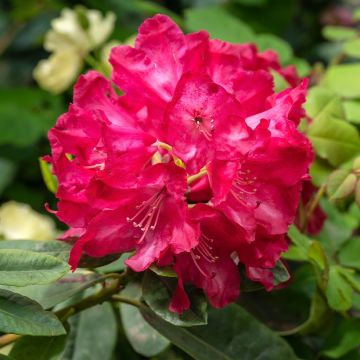 Rhododendron Easydendron INKARHO Diderk