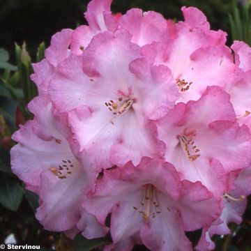 Rhododendron Lem's Monarch