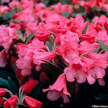 Rhododendron Winsome