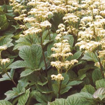 Rodgersia aesculifolia Irish Bronze