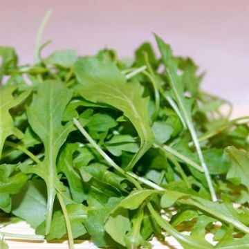 Rucola Astra Bio