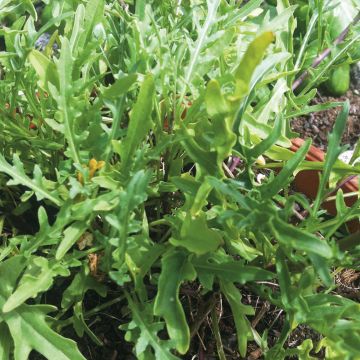 Rucola violacea