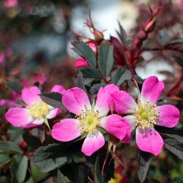 Rosa glauca - Rosa paonazza