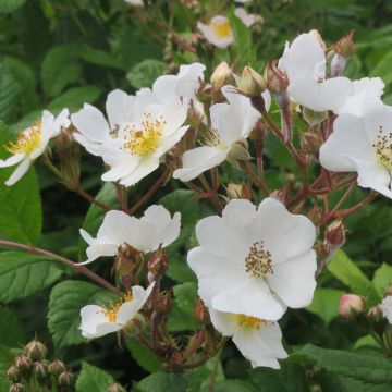 Rosa multiflora - Rosa botanico rampicante