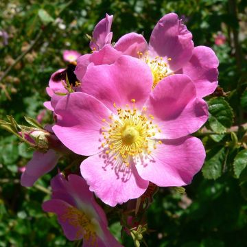 Rosa rubiginosa - Rosa balsamina