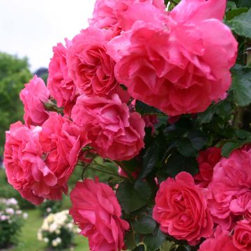 Rosa rampicante Rosarium Uetersen