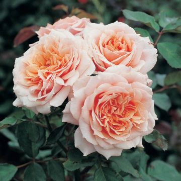 Rosa Generosa Paul Bocuse