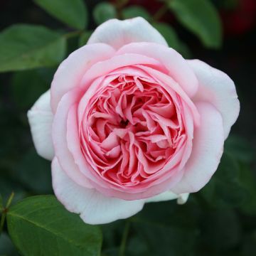 Rosa Les Années Folles Bobino