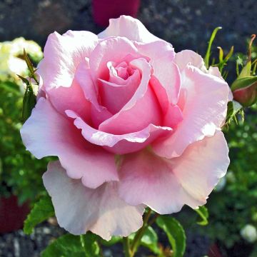 Rosa Sandrine Quétier - Rose ibrida di tea