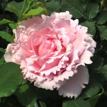 Rosa Sophie Rochas - Rose ibrida di tea