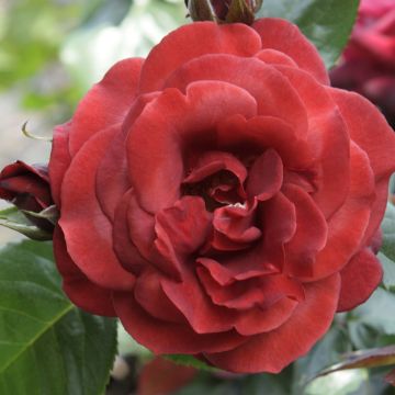 Rosa Terracotta - Rosa ibrida di tea moderna