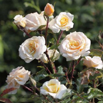 Rosa polyantha Sweet Honey