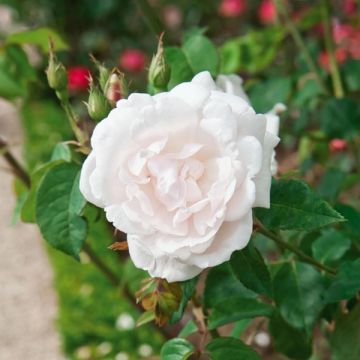 Rosa rampicante Madame Alfred Carrière