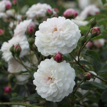 Rosa antica Little White Pet