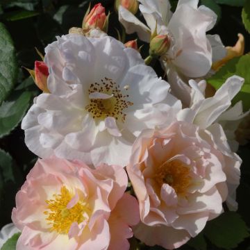 Rosa moscata Pénélope