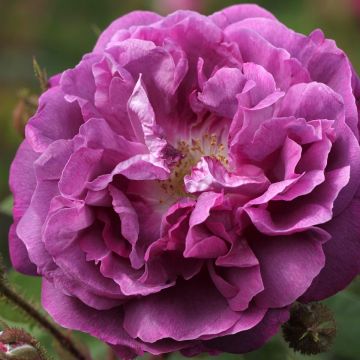 Rosa centifolia muscosa William Lobb