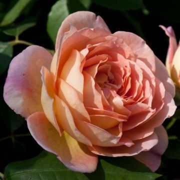 Rosa ad alberello David Austin Lady Of Shalott