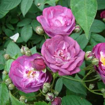 Rosa moscata Sibelius