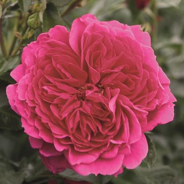 Rosa polyantha Soul